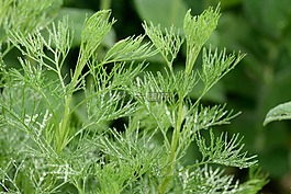 香料,香草可樂,花園