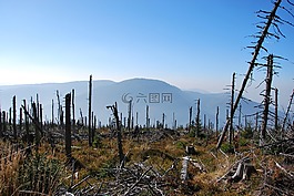 樹(shù),林,日落