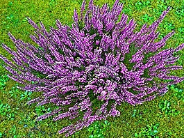 廠,秋花開花,埃里卡