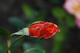 玫瑰,芽,玫瑰綻放