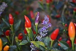 辣椒,薰衣草,紅色