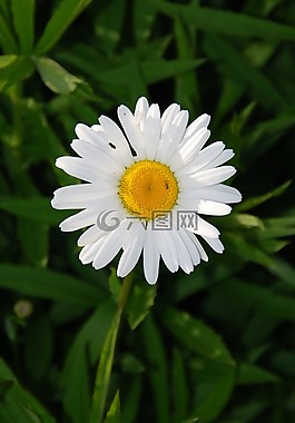 margaretka,花,花园