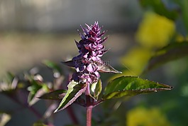 羅勒,紫色,紫色花
