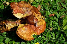 蘑菇,管蘑菇,紅色的牛肝菌