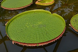 经过,百合,绿色