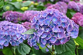 鮮花,花園,植物園