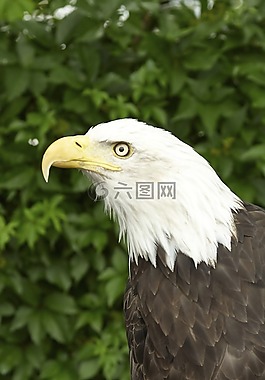 阿德勒,猛禽,鷙鳥