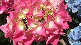 鮮花,繡球花,園藝