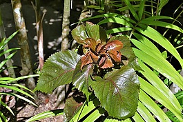葉子,異國(guó)情調(diào),布朗