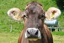 牛,動物,牛肉
