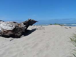 海灘,漂流木,海景房