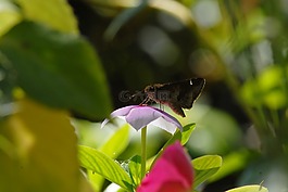 蝴蝶區(qū)域,花,飛行昆蟲(chóng)
