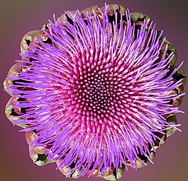朝鮮薊,開(kāi)花,盛開(kāi)