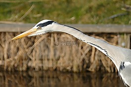 蒼鷺,鳥,動物區(qū)系