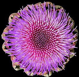 朝鮮薊,開(kāi)花,盛開(kāi)