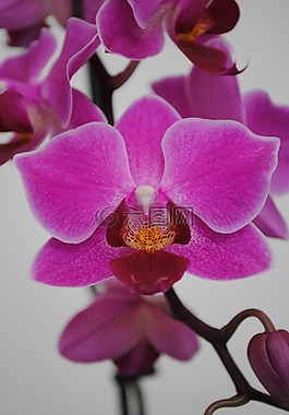 花,植物,蘭花