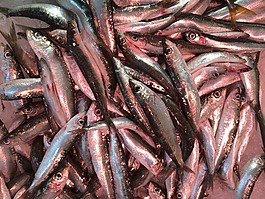 魚,海鮮,法國(guó)