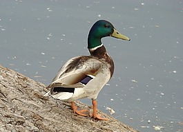 鴨,鳧,鳥