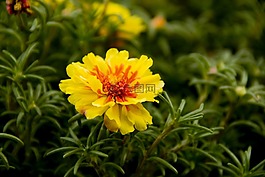 花,鮮花,黃色花