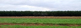 草甸,森林,天空