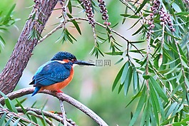 翠鳥,大自然,鳥