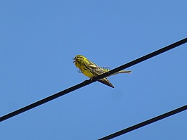 雀形目,鳥,我verdecillo唱歌