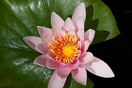 睡蓮,湖玫瑰,水生植物