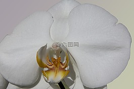 蘭花,白,花