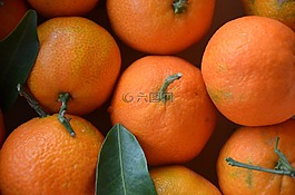 柑橘,柑橘屬水果,橙色