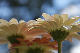 雛菊,非洲菊,花