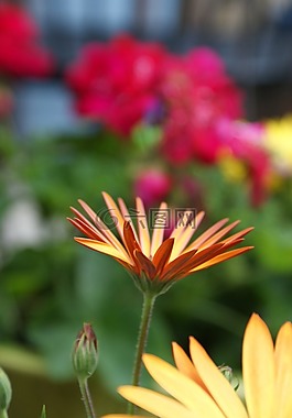 雛菊,橙色,多彩