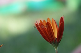 雛菊,橙色,多彩