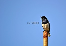 喜鵲羅賓,鳥,唱歌的鳥
