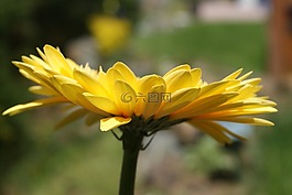 雛菊,非洲菊,花