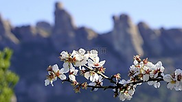 鮮花,杏仁樹,春
