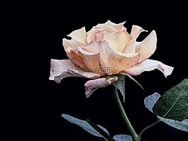 自然,花,玫瑰