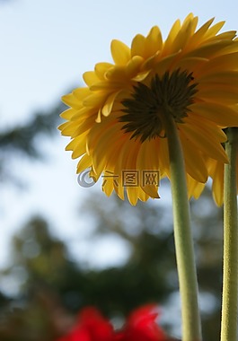 雛菊,非洲菊,花