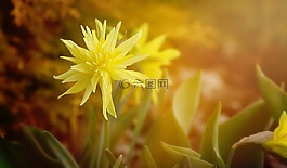 水仙,花,開花