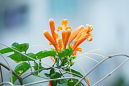 炮仗花,大自然,植物