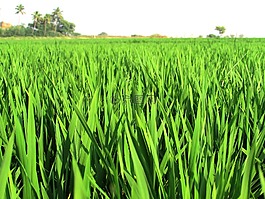 稻田,字段,水稻