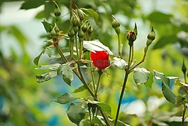 鮮花,性質(zhì),玫瑰