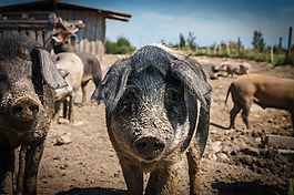 豬,動物,母豬
