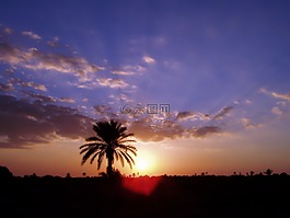 kerkennah,太陽,棕櫚