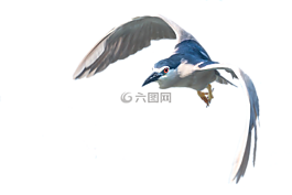 蒼鷺,飛行,孤立