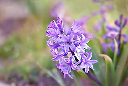 風信子,花,春天的花