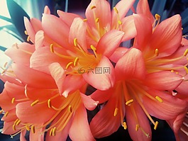 花,羅莎,黃色