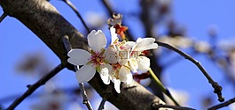 杏仁花,开花,春