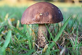 蘑菇,森林,秋季