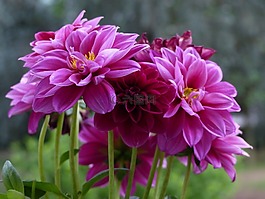 大丽花,花,紫