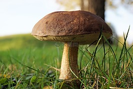 蘑菇,森林,秋季